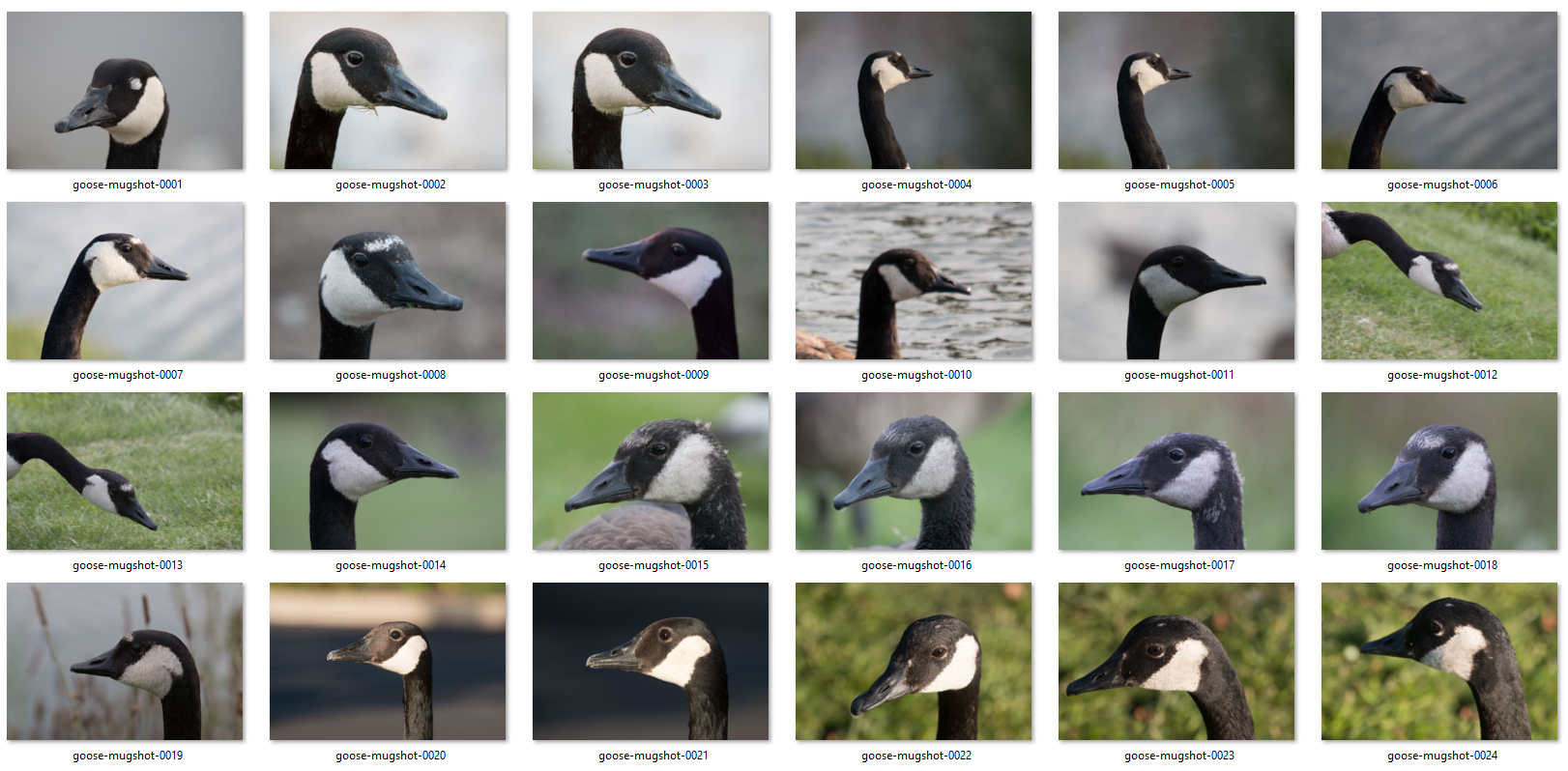 goose_dataset_sample_images.png