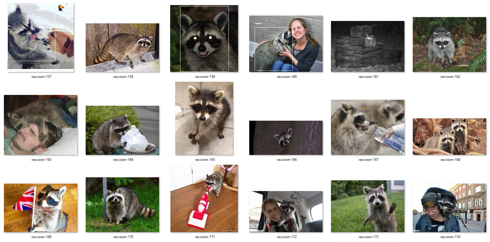 raccoon_overfit.png